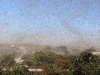 سرب ضخم من الجراد الصحراوي فوق المحاصيل الزراعية