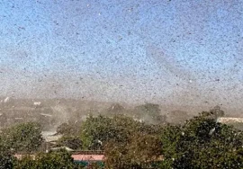 سرب ضخم من الجراد الصحراوي فوق المحاصيل الزراعية