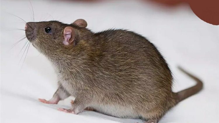 عضة فأر في اليد وأهم خطوات التعامل مع جرح عضة الفأر