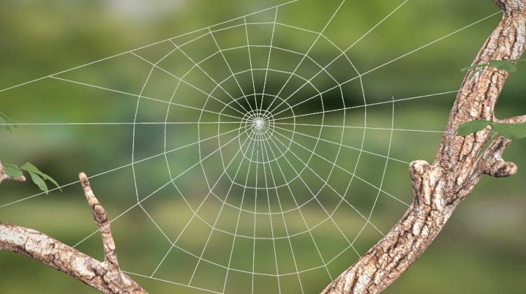 التخلص من العناكب في البيت بطرق آمنة
