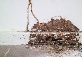 خطر النمل الأبيض على أساسات المنزل والأثاث الخشبي