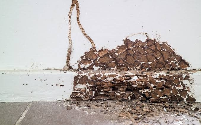 خطر النمل الأبيض على أساسات المنزل والأثاث الخشبي