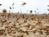 حماية المزرعة من الجراد وحماية المحاصيل من أسراب الجراد