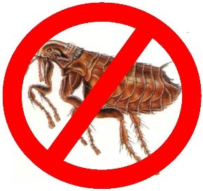 كيف تحمي حديقتك من انتشار البراغيث بطرق طبيعية وفعالة